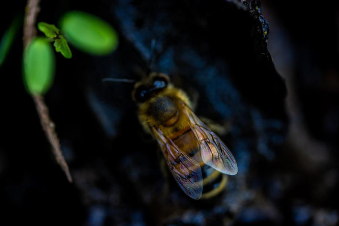 Bee gold: Honey as a superfood