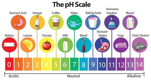 21st Century Diets ~ Stone Age Bodies