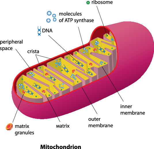 Mighty mitochondria: Cell powerhouses harnessed for healing