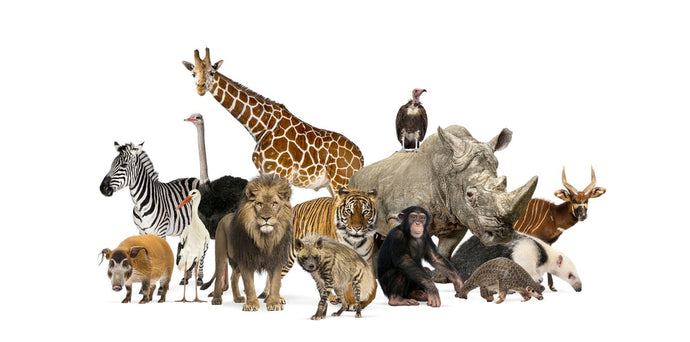 The clock is ticking: How epigenetics could help save wildlife from collapse